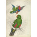 Reproductie van het schilderij Eclectus Roratus Polychloros Kunstdruk - Edward Lear