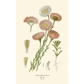 Edward Step - Acroclinium Roseum.webp
