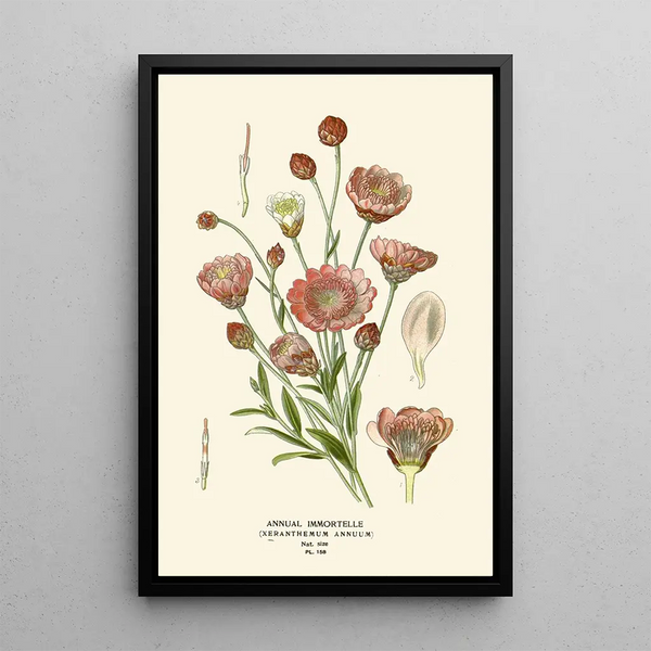 Immortelle annuelle - Edward Step — framed artwork on a wall