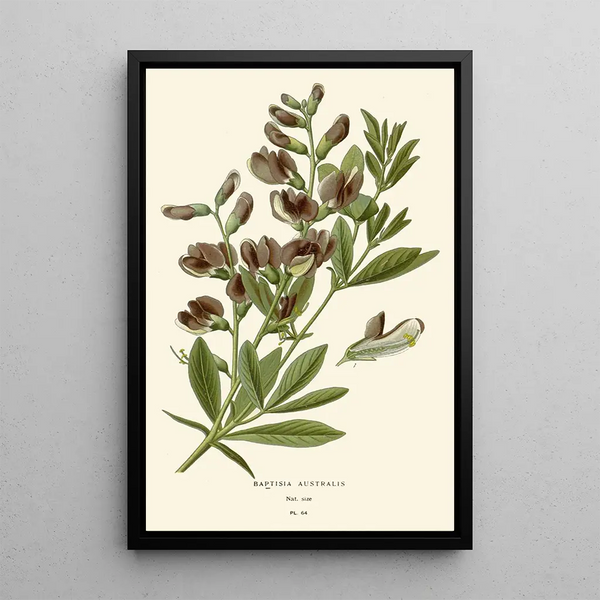 Reproduction of the painting Baptisia australis - Edward Step