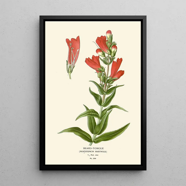 Penstémon Painting - Edward Step — framed artwork on a wall
