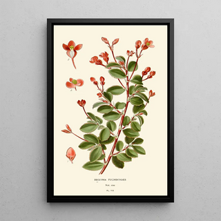 Edward Step - Begonia Fuchsioides.webp