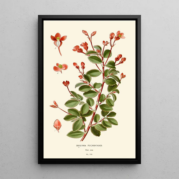Begonia fuchsioides painting - Edward Step — framed artwork on a wall