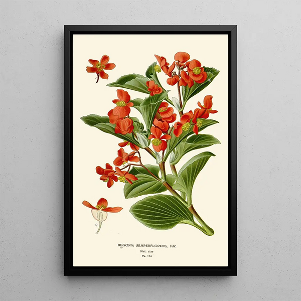 Begonia semperflorens - Edward Step — framed artwork on a wall