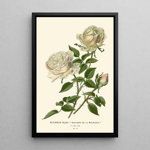 Rose Bourbon Souvenir de la Malmaison - Edward Step — framed artwork on a wall