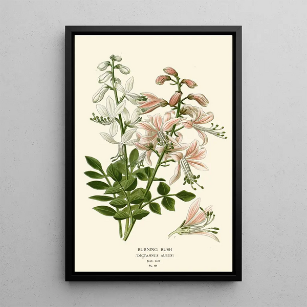 Burning Bush - Edward Step — framed artwork on a wall