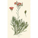 Calandrinia umbellata - Edward Step — weergave van het kunstwerk