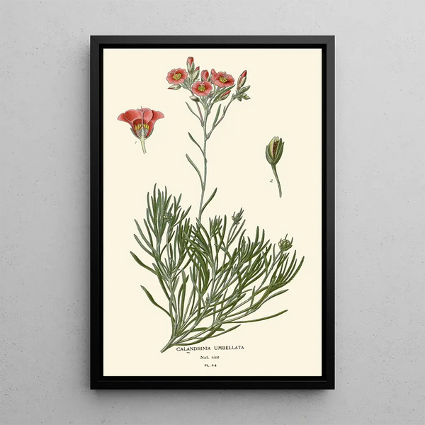 Calandrinia umbellata - Edward Step — framed artwork on a wall
