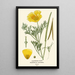 Californië Poppy - Edward Step — ingelijst kunstwerk aan de muur