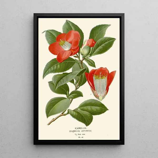 Reproduction of the painting Camellia - Edward Step