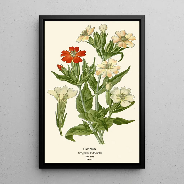 Companion - Edward Step — framed artwork on a wall