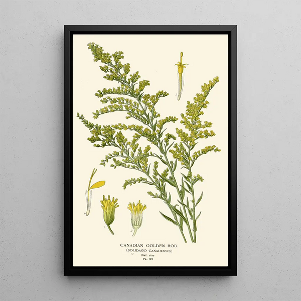 Goldenrod of Canada - Edward Step — framed artwork on a wall
