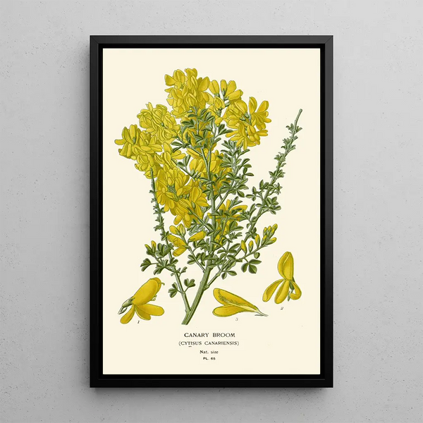 Canary Broom - Edward Step — framed artwork on a wall