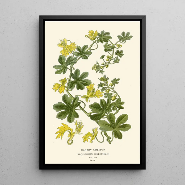 Reproduction of the painting Canary Nasturtium - Edward Step