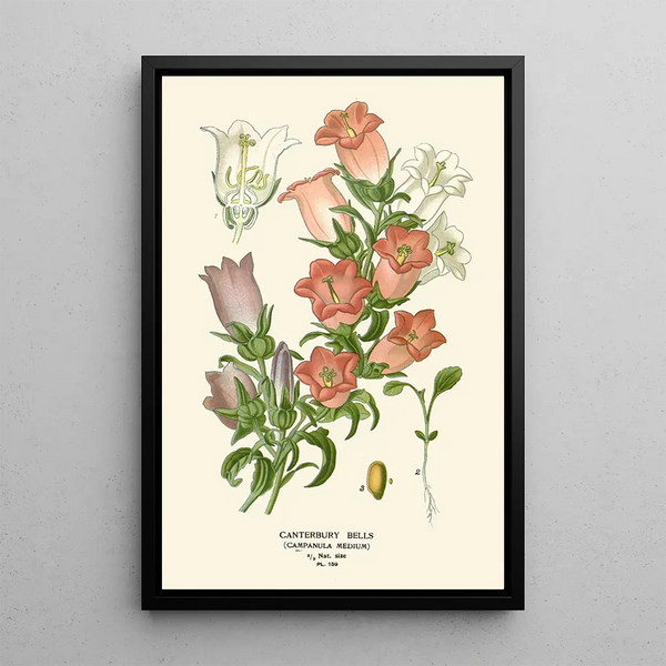 Reproduction of the painting Campanules - Edward Step