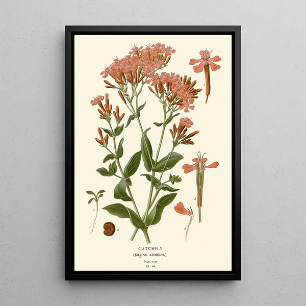 Silène - Edward Step — framed artwork on a wall