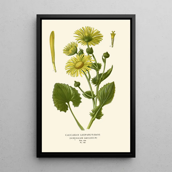 Doronic Painting of the Caucasus - Edward Step — framed artwork on a wall