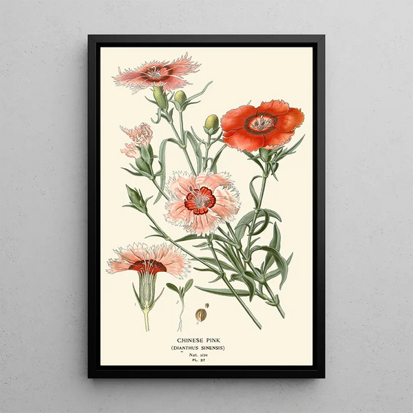 Chinese Pinks - Edward Step — framed artwork on a wall
