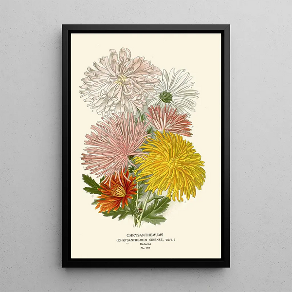 Chrysanthemums - Edward Step — framed artwork on a wall