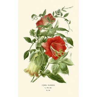 Edward Step - Cobaea Scandens.webp