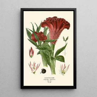 Edward Step - CocksComb.webp