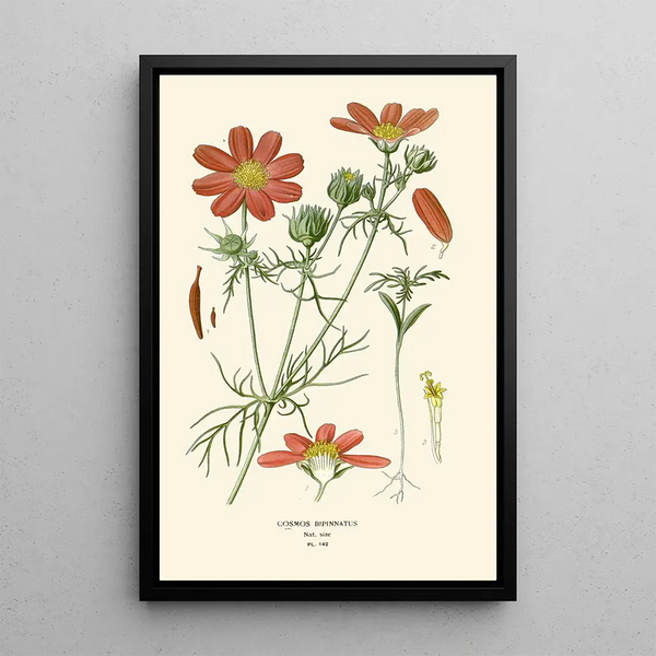 Reproductie van het schilderij Cosmos bipenné - Edward Step