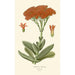 Crassula falcata - Edward Step — weergave van het kunstwerk