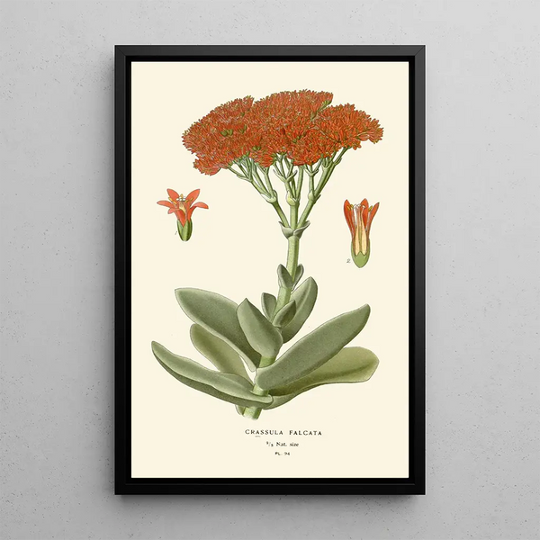 Crassula falcata - Edward Step — ingelijst kunstwerk aan de muur