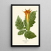 Reproductie van het schilderij Datura sanguinea - Edward Step