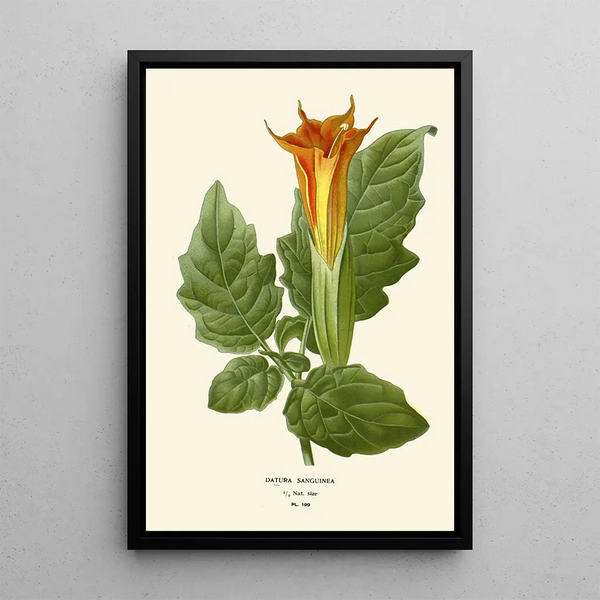 Reproductie van het schilderij Datura sanguinea - Edward Step