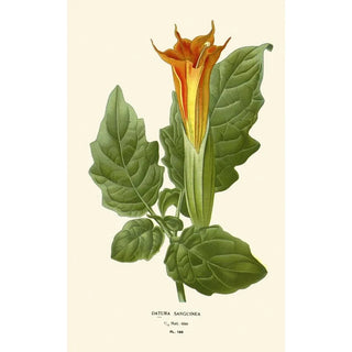 Edward Step - Datura Sanguinea.webp