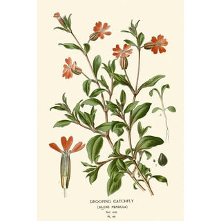 Edward Step - Drooping Catchfly.webp