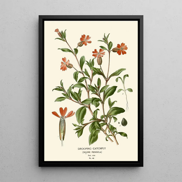 Silène schuin - Edward Step — ingelijst kunstwerk aan de muur