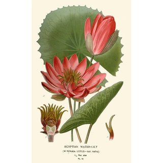 Edward Step - Egyptian WaterLily.webp