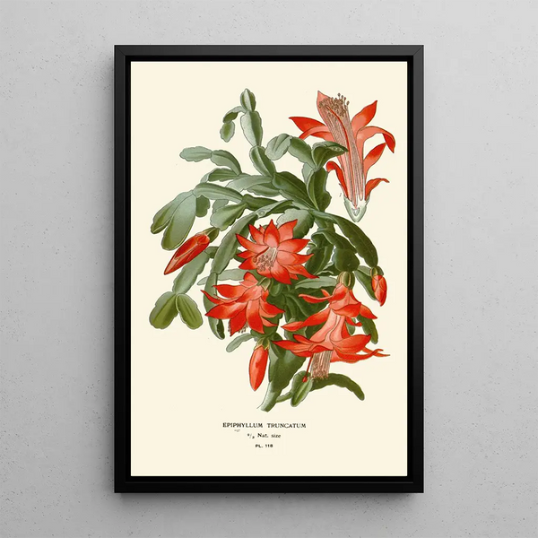 Reproductie van het schilderij Epiphyllum truncatum - Edward Step