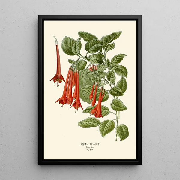 Fuchsia fulgens - Edward Step — ingelijst kunstwerk aan de muur
