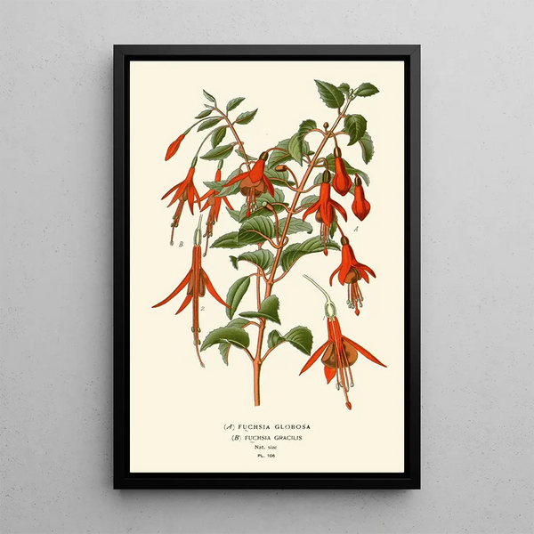 Reproductie van het schilderij Fuchsia globosa en gracilis - Edward Step