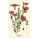 Garden Linen Painting - Edward Step — artwork view