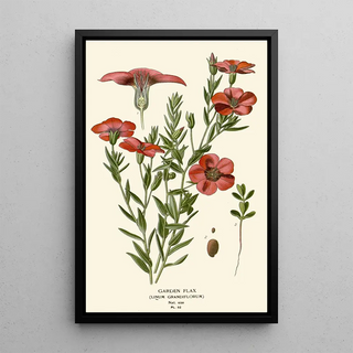 Edward Step - Garden Flax.webp