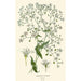 Elegant Gypsophile Painting - Edward Step — artwork view