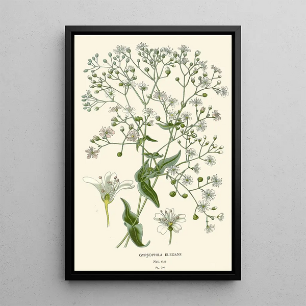 Elegante gypsophile - Edward Step — ingelijst kunstwerk aan de muur