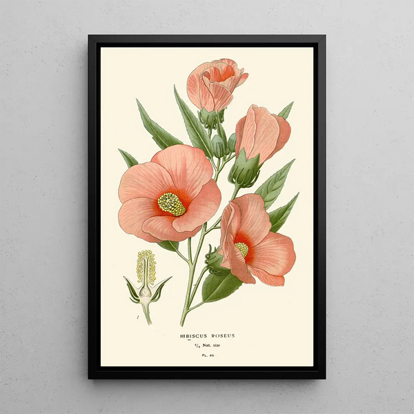Hibiscus roseus - Edward Step — ingelijst kunstwerk aan de muur