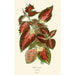 Coléus hybride - Edward Step — artwork view
