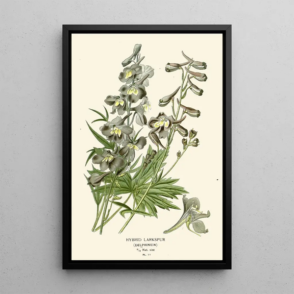 Reproductie van het schilderij Delphinium hybride - Edward Step