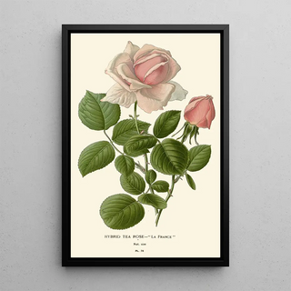 Edward Step - Hybrid Tea Rose La France.webp