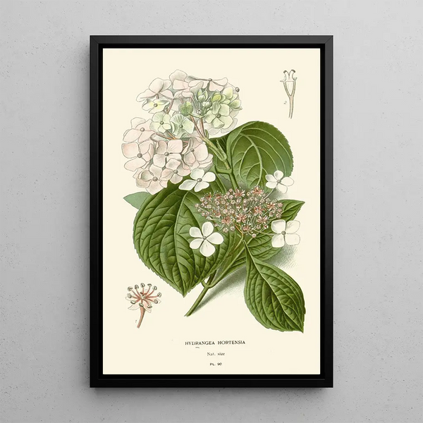 Hortensia Schilderij - Edward Step — ingelijst kunstwerk aan de muur