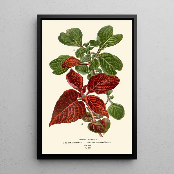 Reproductie van het schilderij Irésine Herbstii - Edward Step