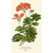 Leaf Geranium Painting - Edward Step — artwork view