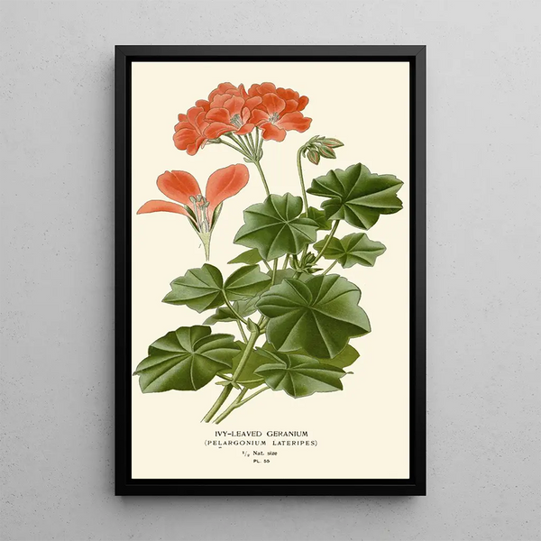Geranium met klimopbladeren - Edward Step — ingelijst kunstwerk aan de muur