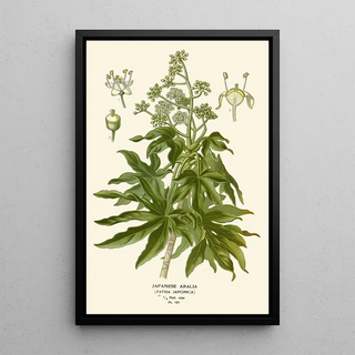 Edward Step - Japanese Aralia.webp